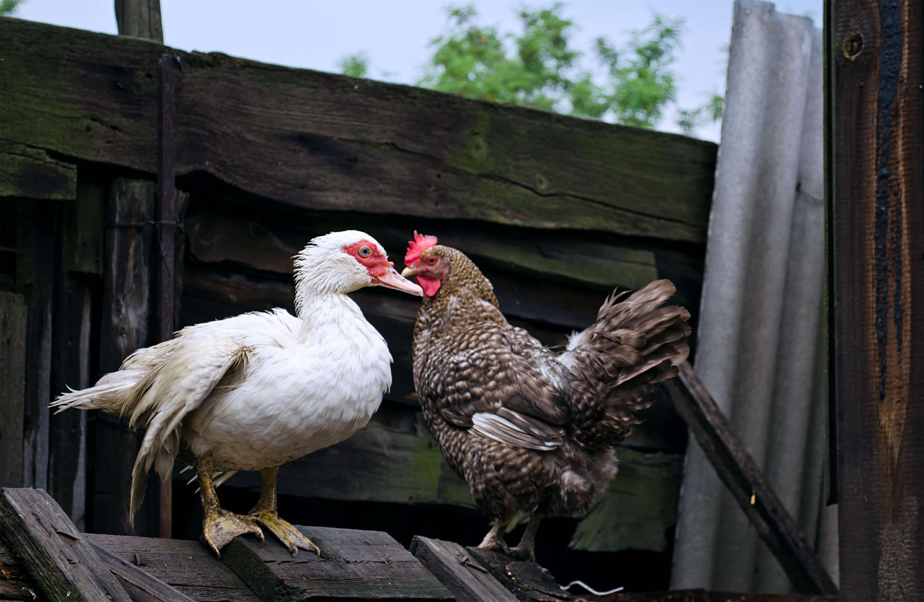 Ente und Huhn