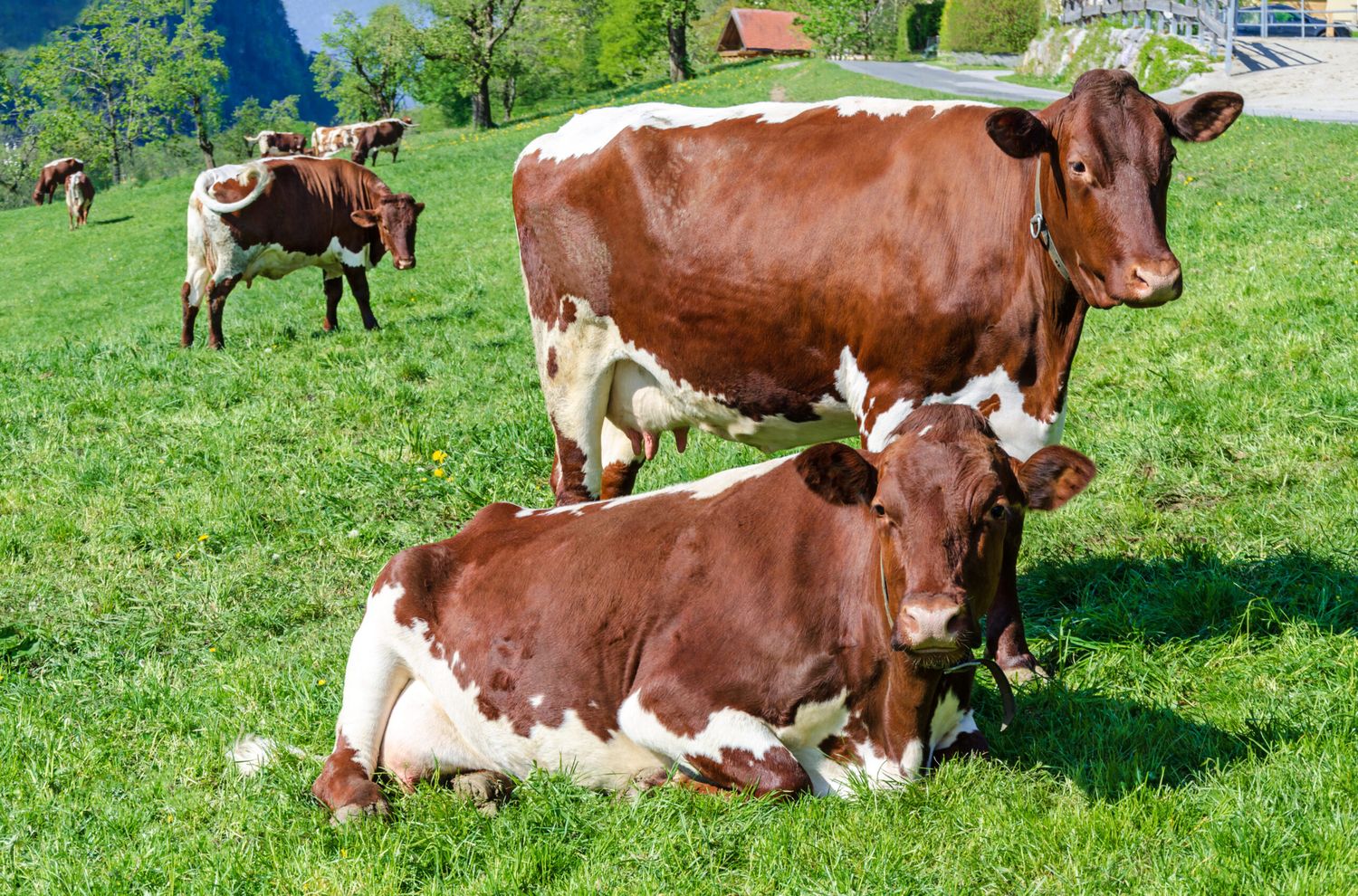 Mindestens 120 Tage auf der Alm, Weide oder im Auslauf ist für Kombihalter bei Tierhaltung plus verpflichtend. Laut MVÖ erfüllen 90 Prozent der heimischen Milchbauern bereits den Anforderungskatalog für das neue Gütesiegelmodul.