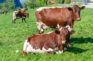 Pinzgauer auf der Weide