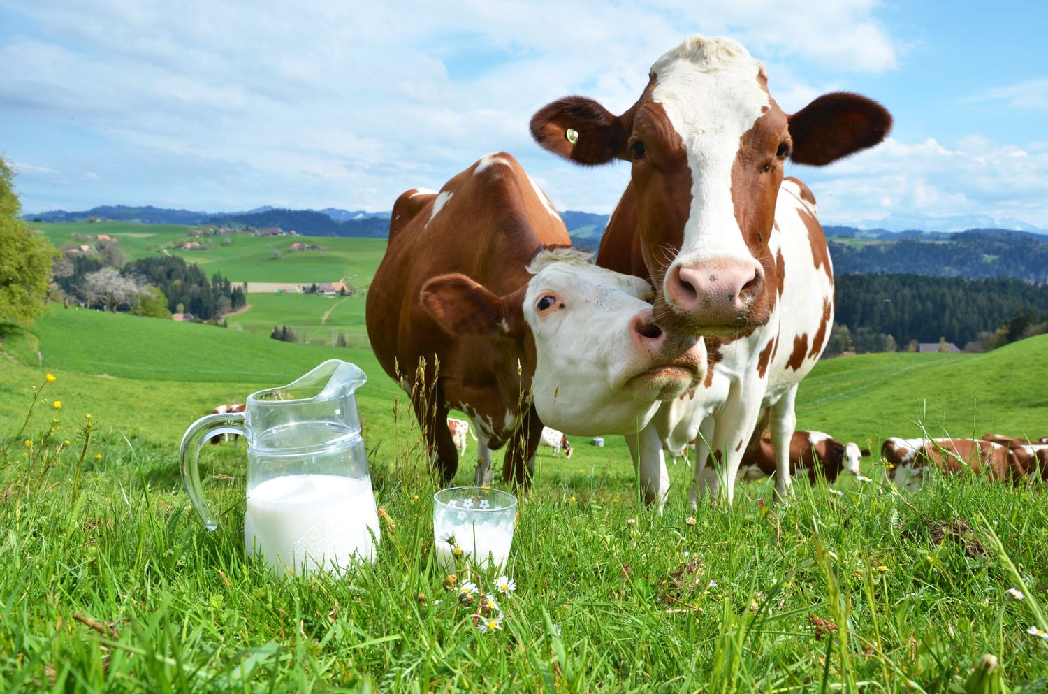 Heimische Milch und Milcherzeugnisse mit dem rot-weiß-roten AMA-Gütesiegel garantieren eine ausschließlich gentechnikfreie Fütterung von den bäuerlichen Betrieben.
