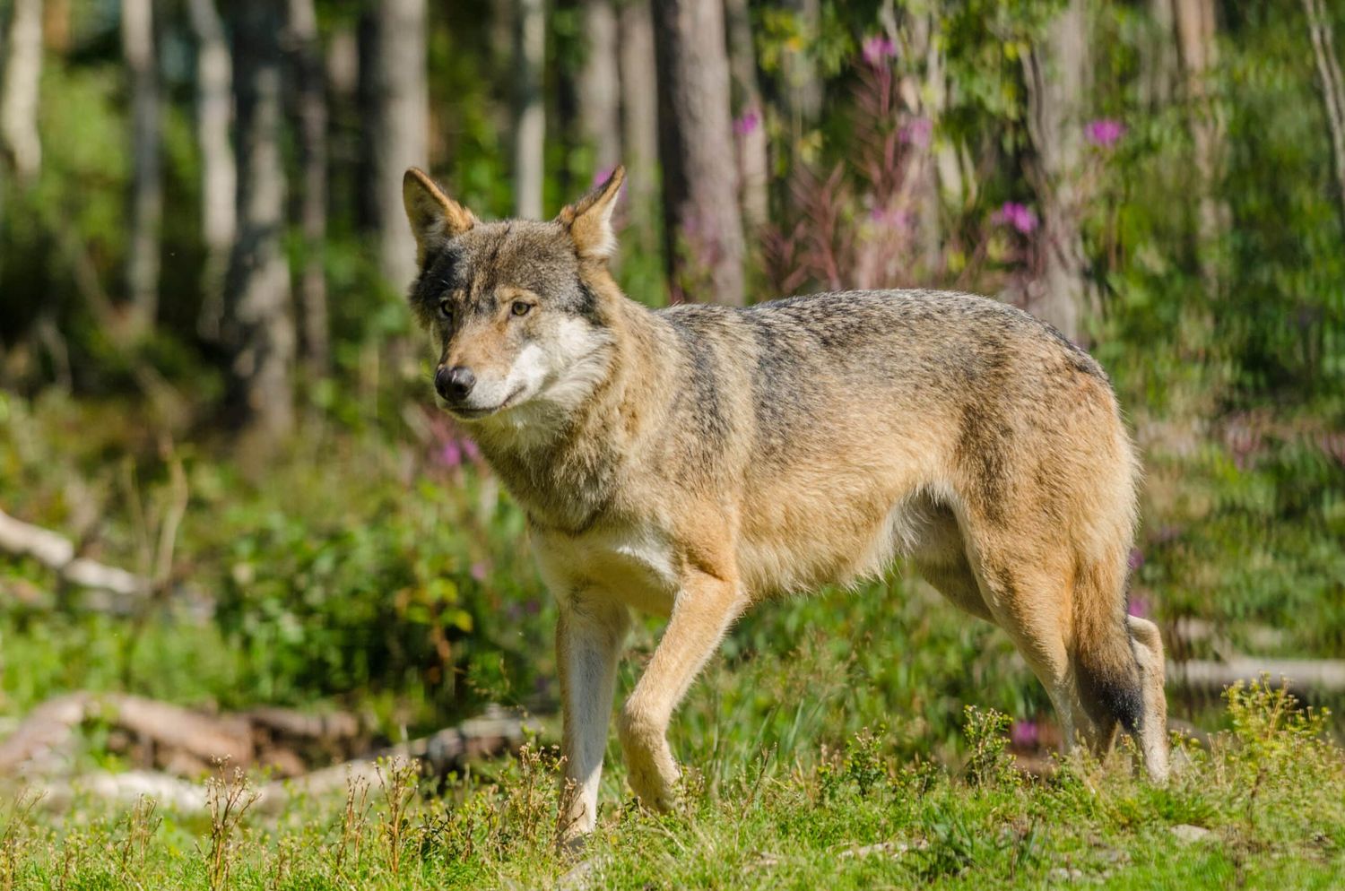 Wolf