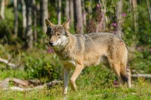 Wolf