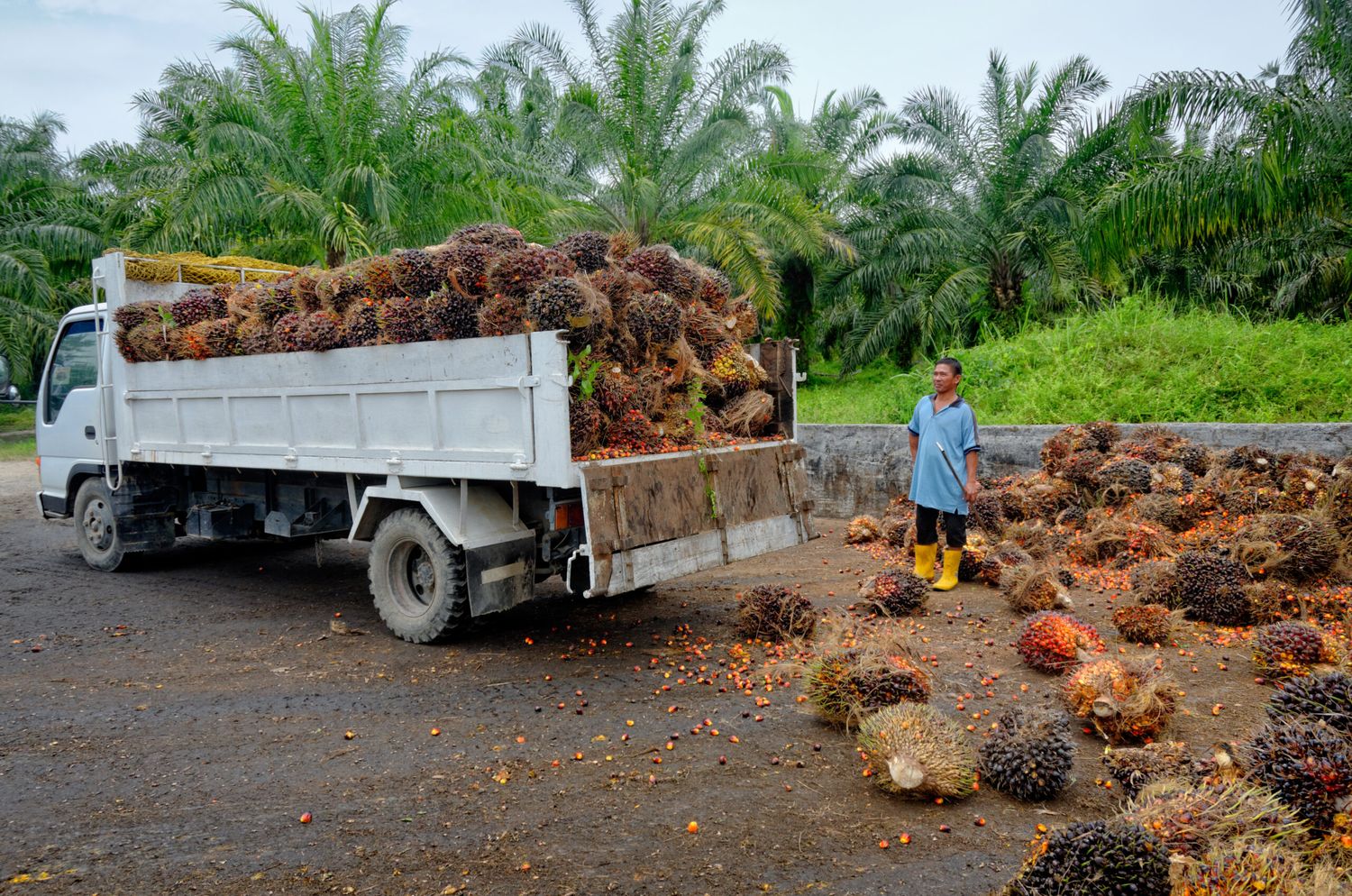 Palmölplantage, Ernte