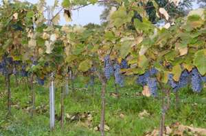 Wein In OÖ
