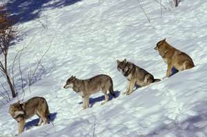 Wolfsrudel