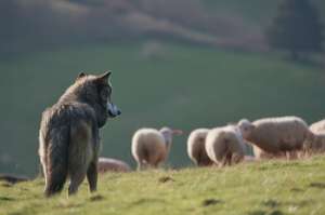 Wolf