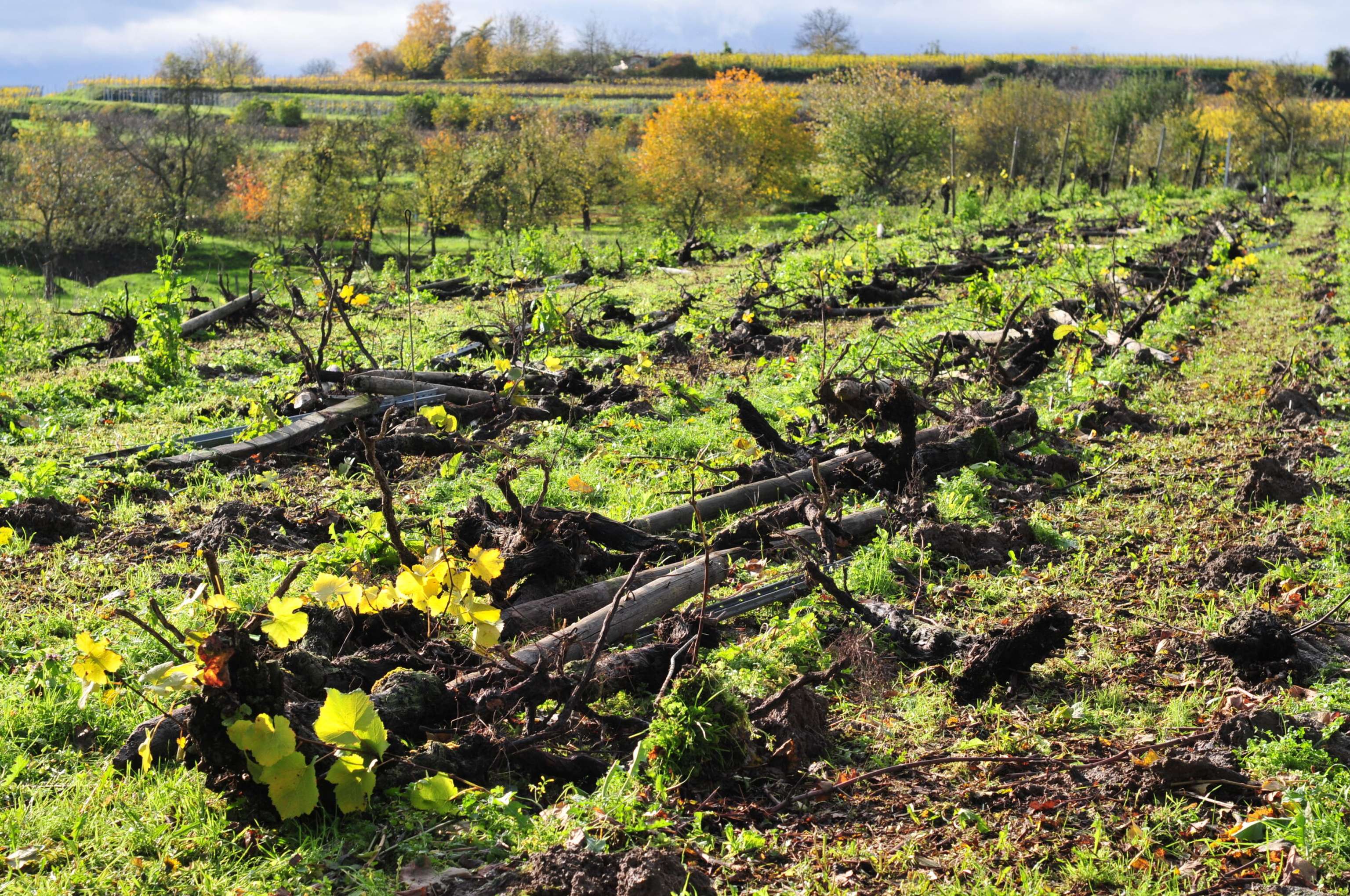Rebenrodung
