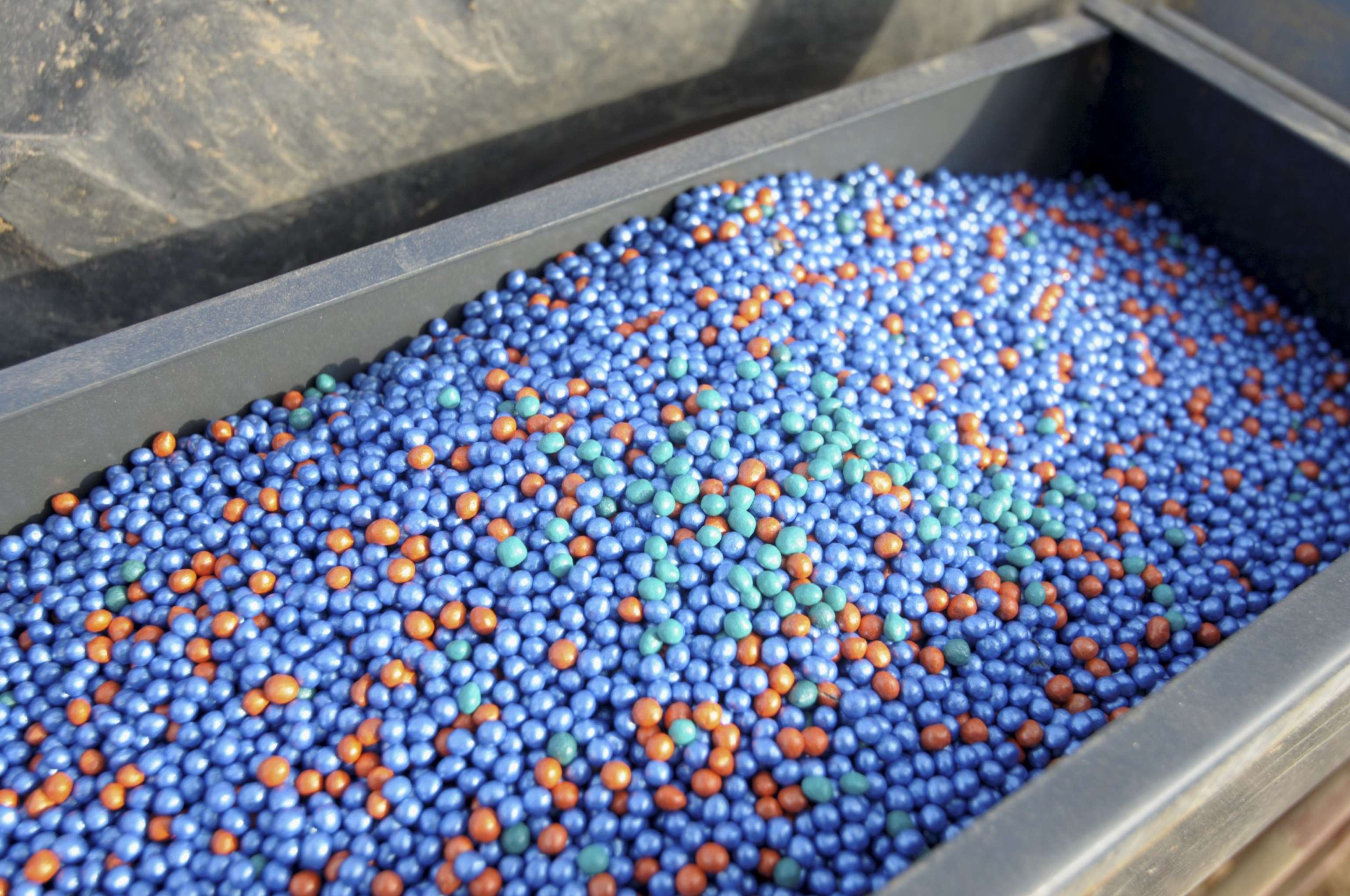 Mit Neonics-Wirkstoff gebeiztes Rübensaatgut darf laut einem EU-Urteil selbst per Notfallzulassung nicht mehr eingesetzt werden.