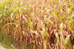 Dürre Maisbestand
