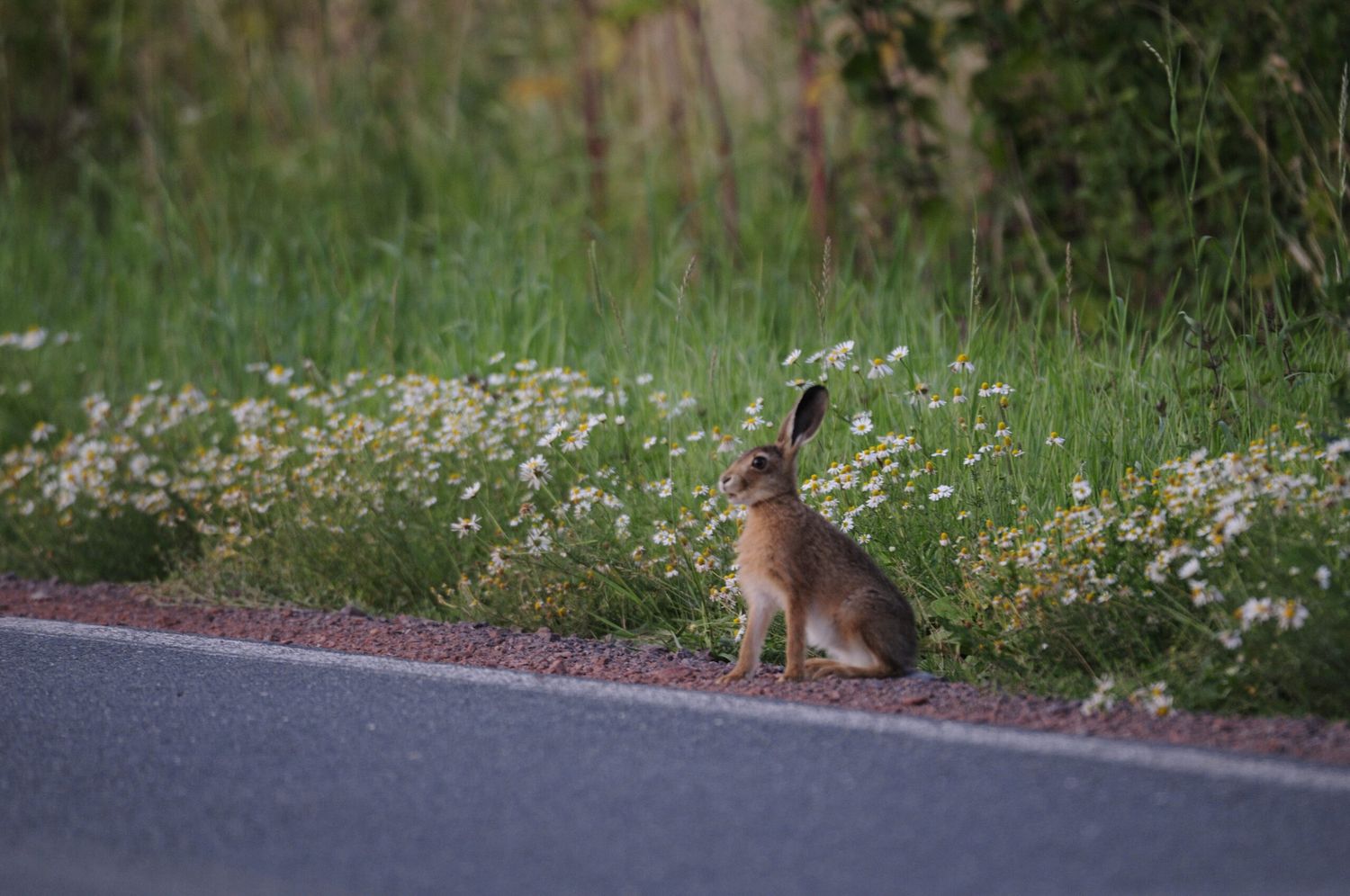 Niederwild ist neben Rehen am öftesten von Wildunfällen betroffen.
