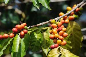 Coffea Growing