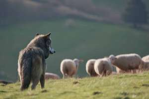 Wolf