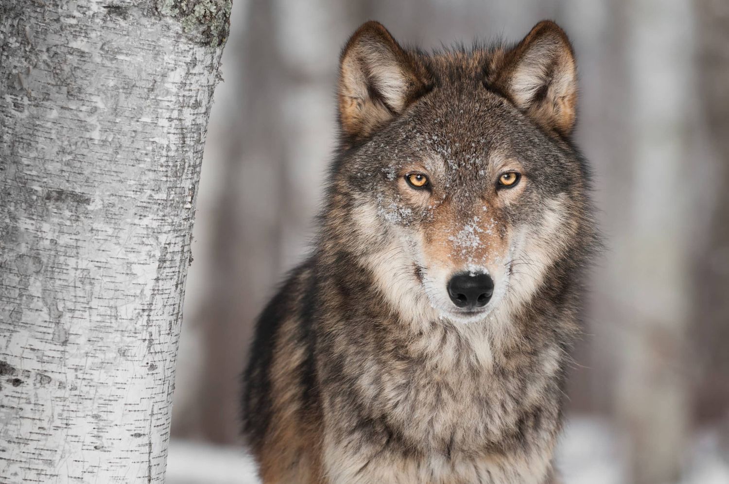 Grey Wolf (Canis Lupus) Next To Birch Tree
