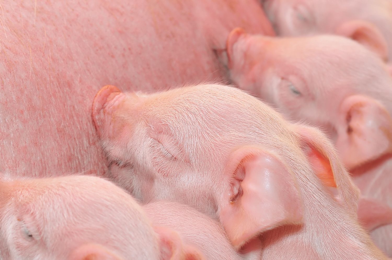 Bei der Schweinezucht von heute spielt nicht mehr nur die Maximierung der Zuwachsleistung eine Rolle.