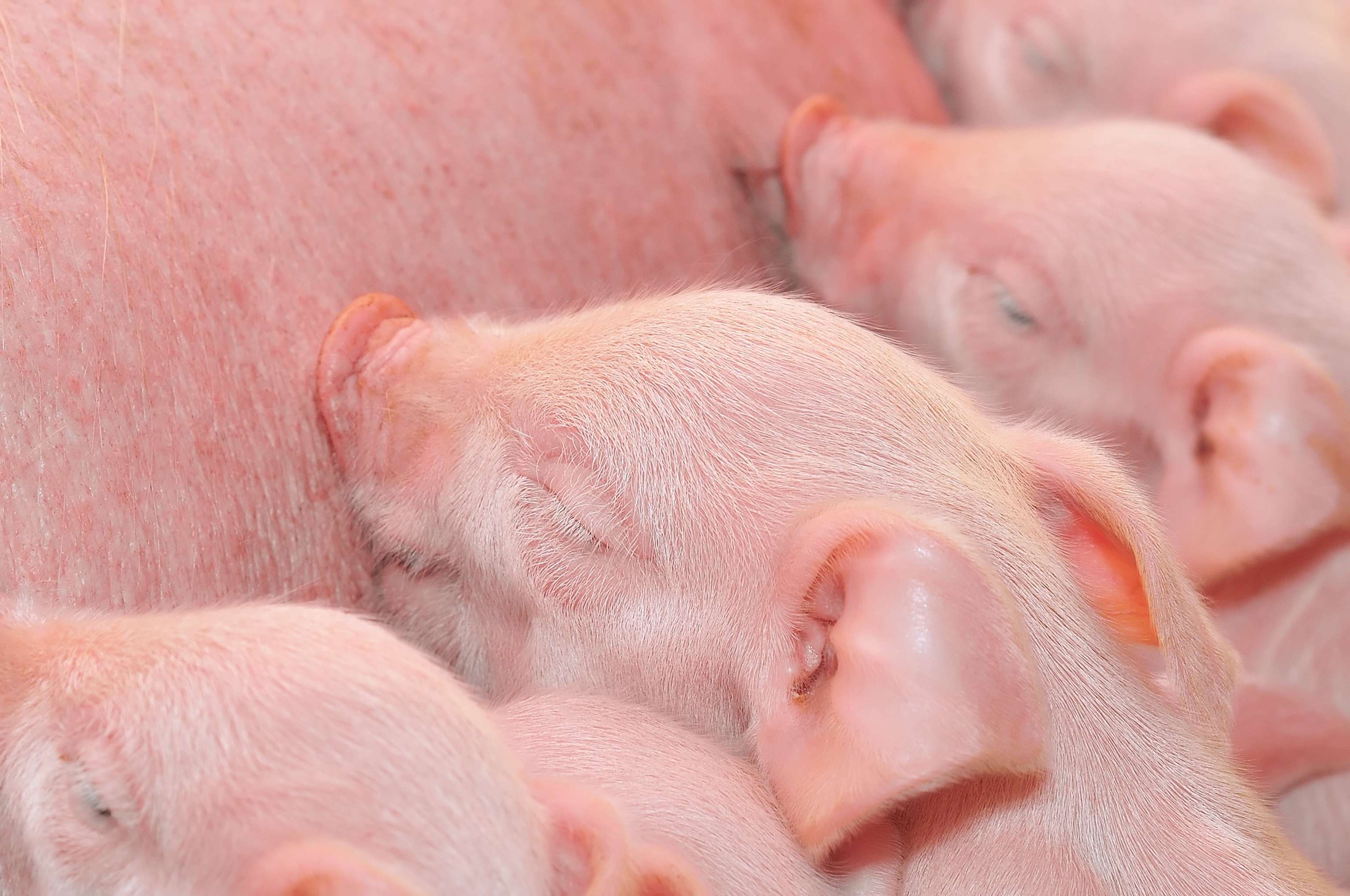 Baby Pigs Feeding With Mother