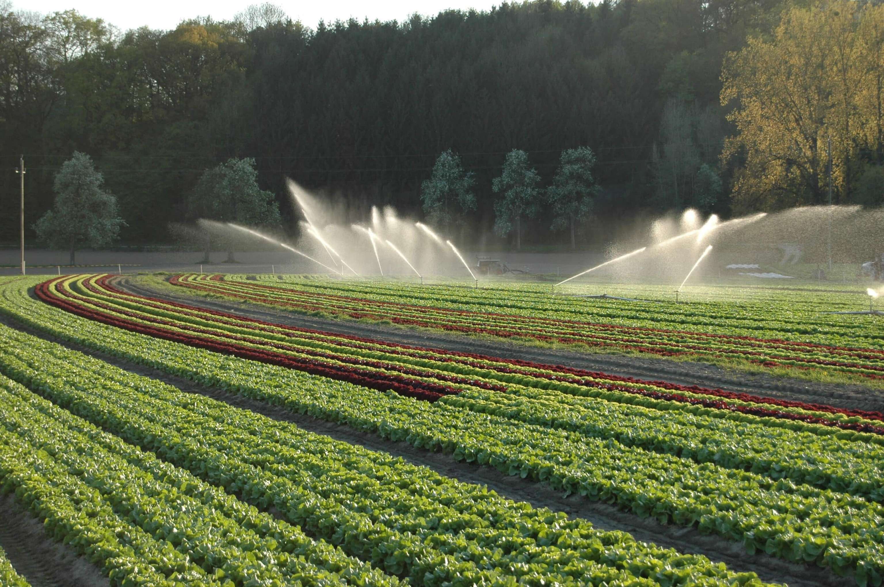 Bewässerung Salat1 LK OÖ