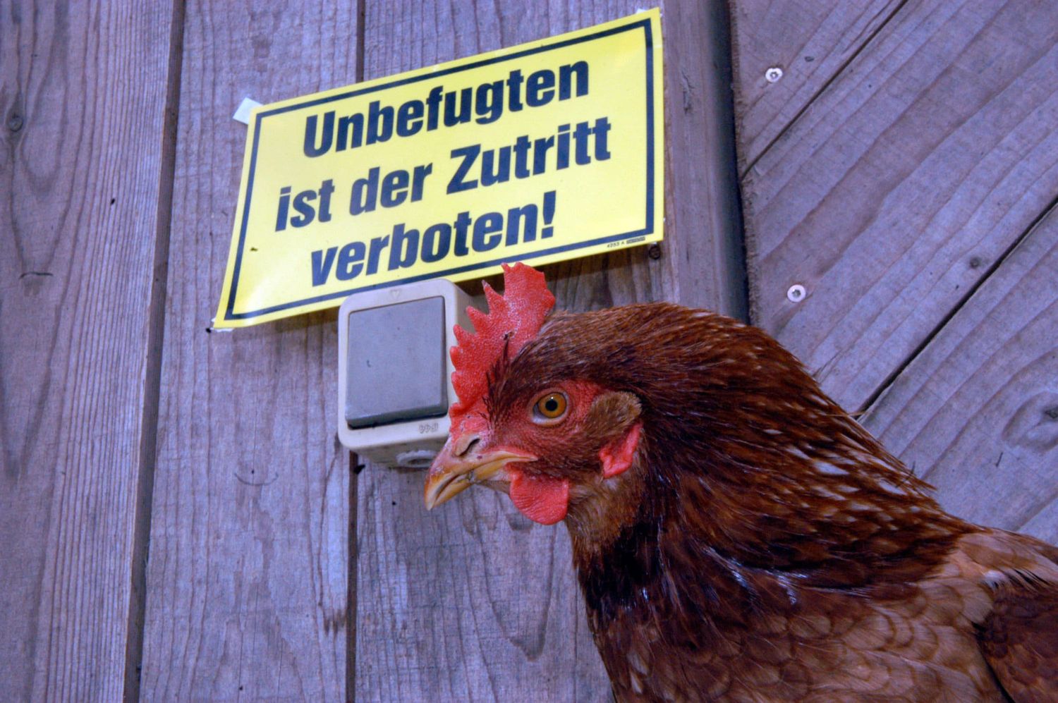 Hühner Und Vogelgrippe