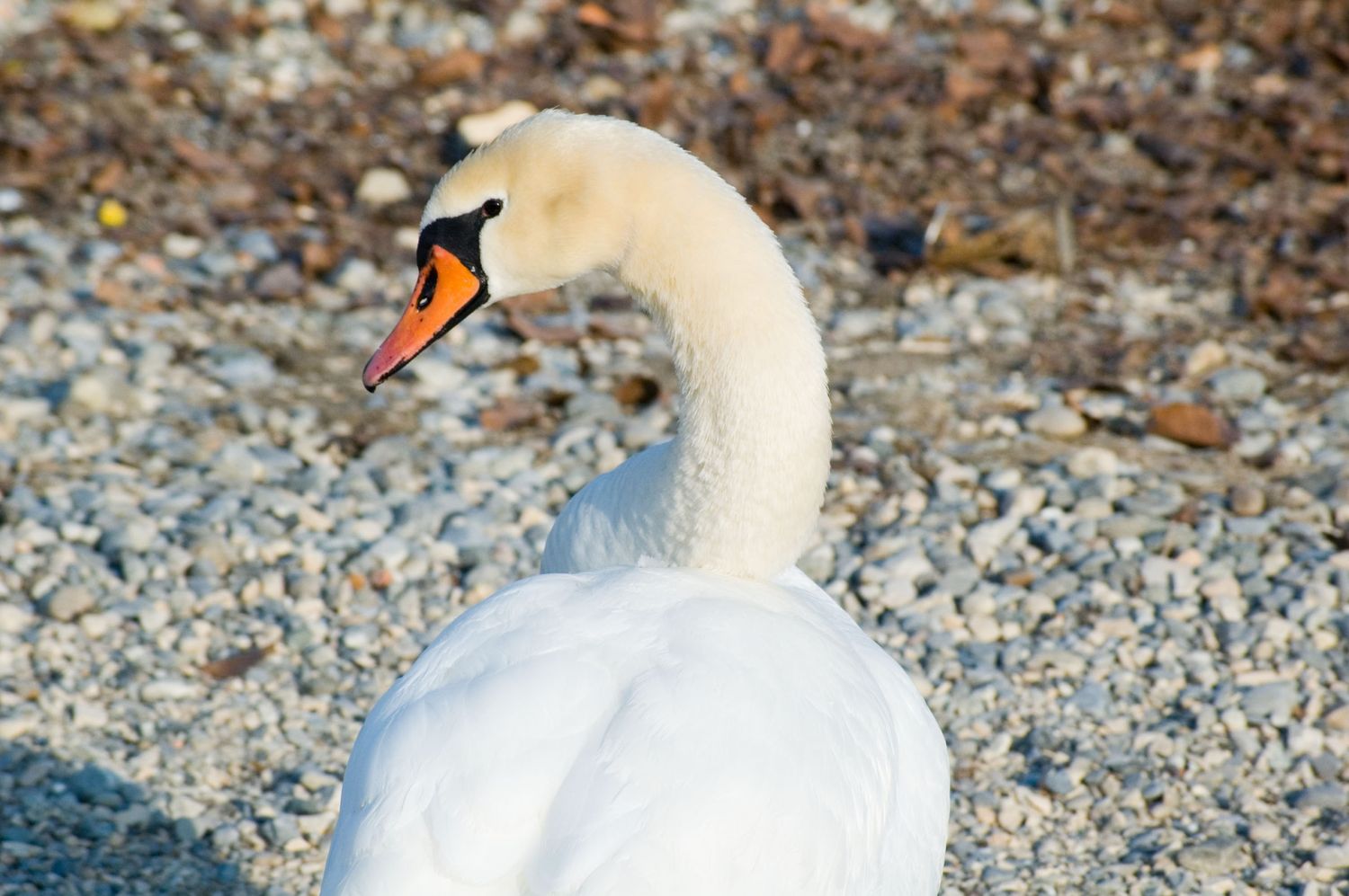 Schwan