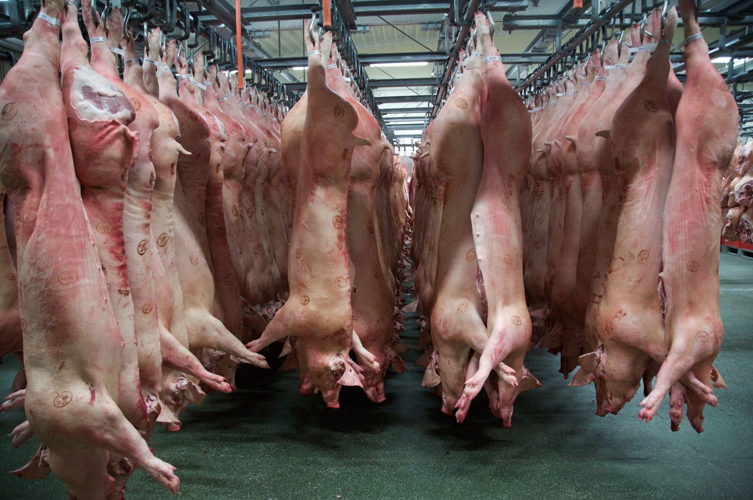 Schlachthälften Schwein