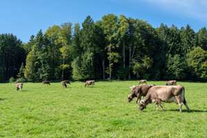 Braunvieh Septemberweide 11 ID96304