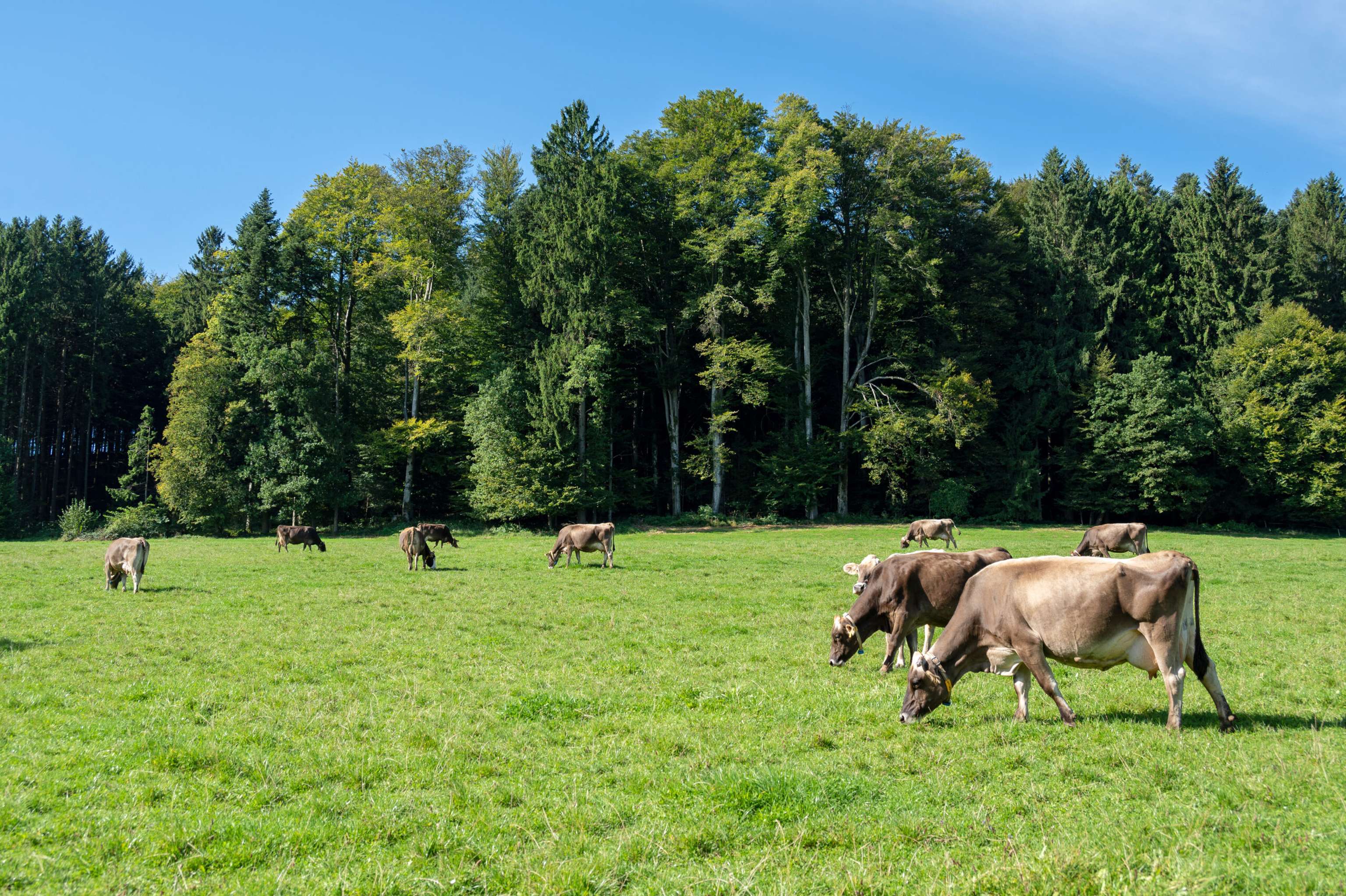 Braunvieh Septemberweide 11 ID96304