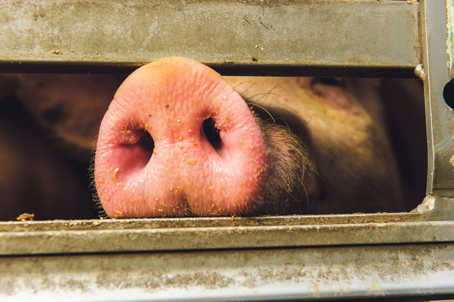 Verlustersatz II für Schweinehalter, aber auch Legehennenhalter bekommen Teil des Verlustes abgegolten.