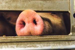 Verlustersatz II für Schweinehalter, aber auch Legehennenhalter bekommen Teil des Verlustes abgegolten.