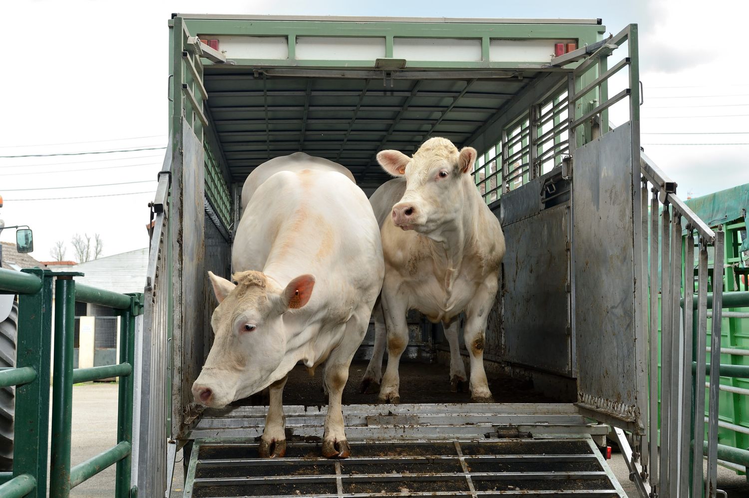 Lebendtiertransport
