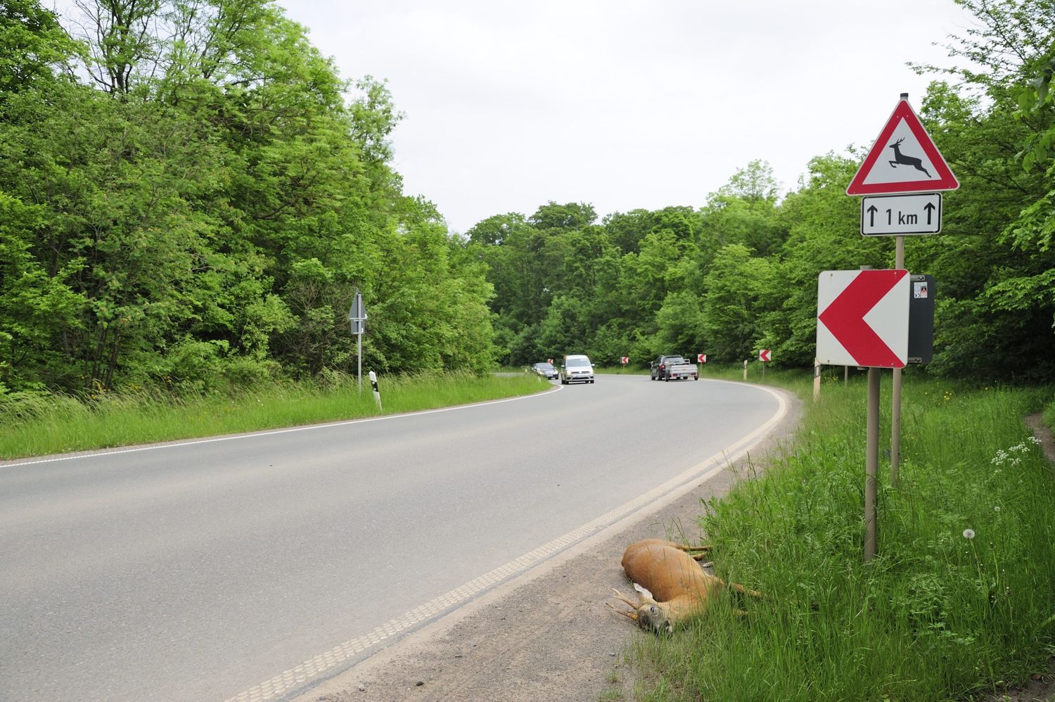 Rehe sind am stärksten von Wildunfällen betroffen.