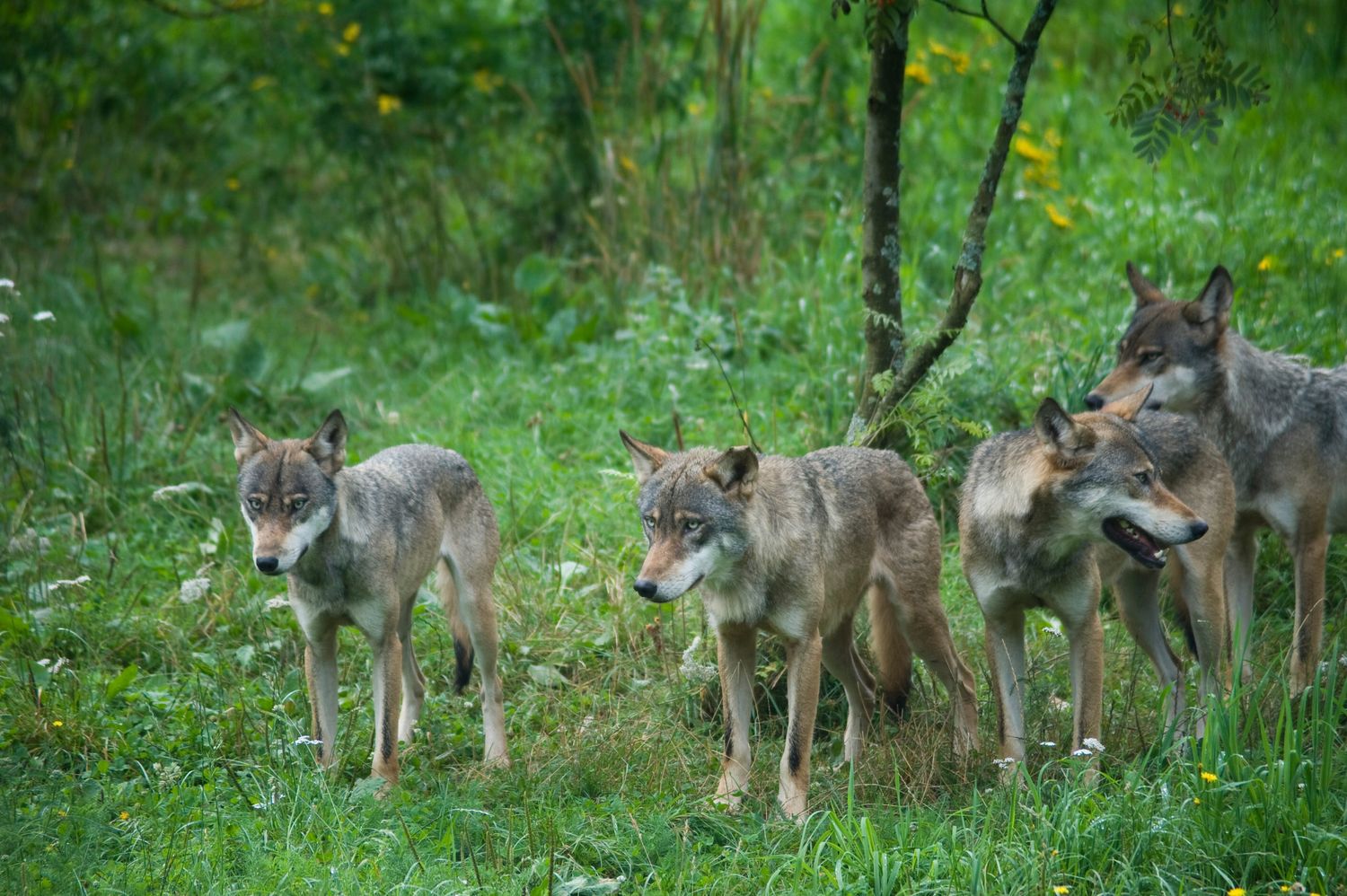 Wolfsrudel