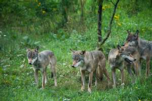 Wolfsrudel