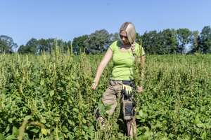 Amaranth In Soja