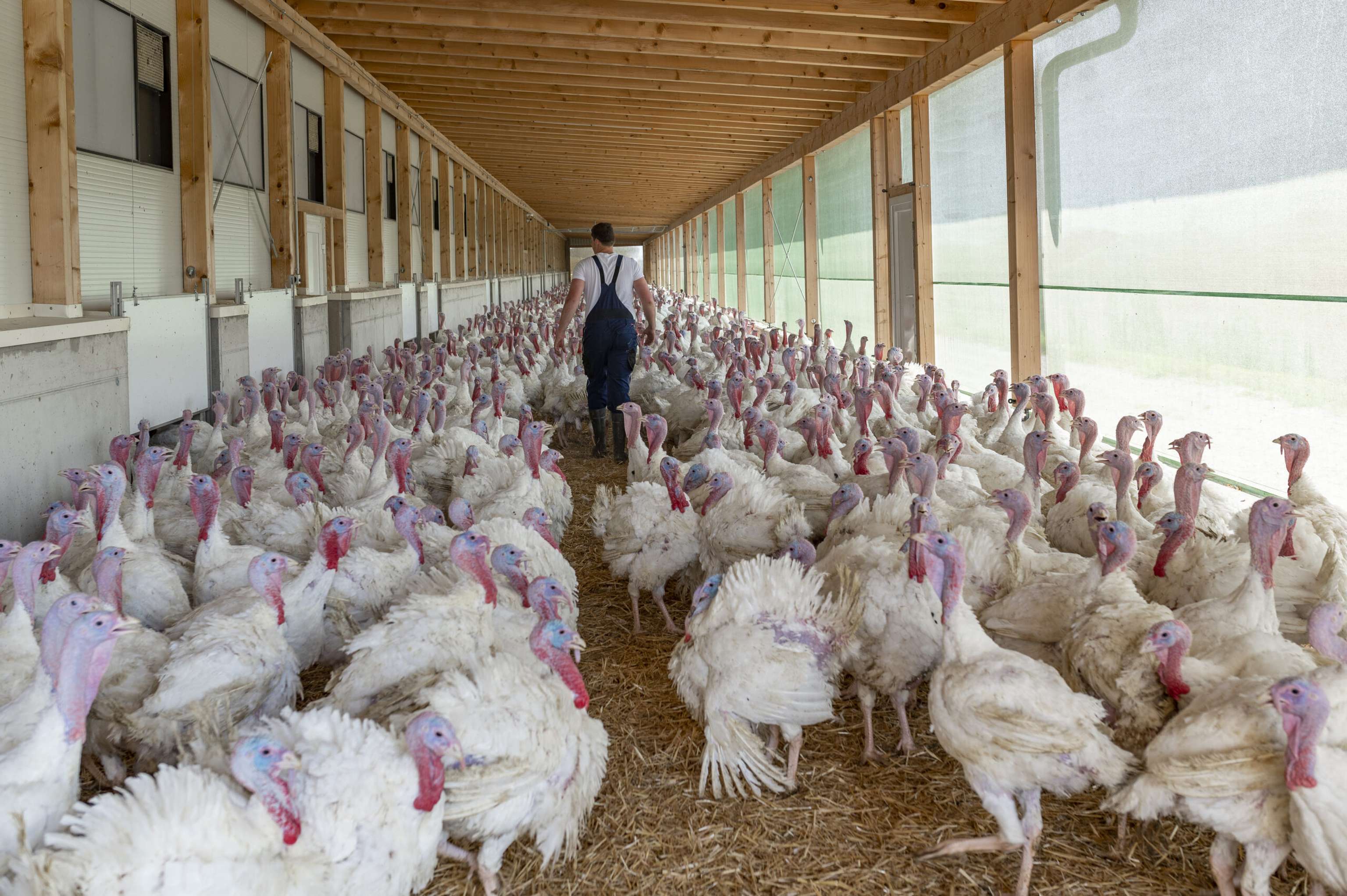 Putenmaststall 2 ID99939