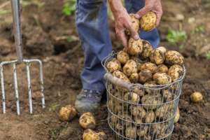 Kartoffelernte Im Garten 1 ID69583