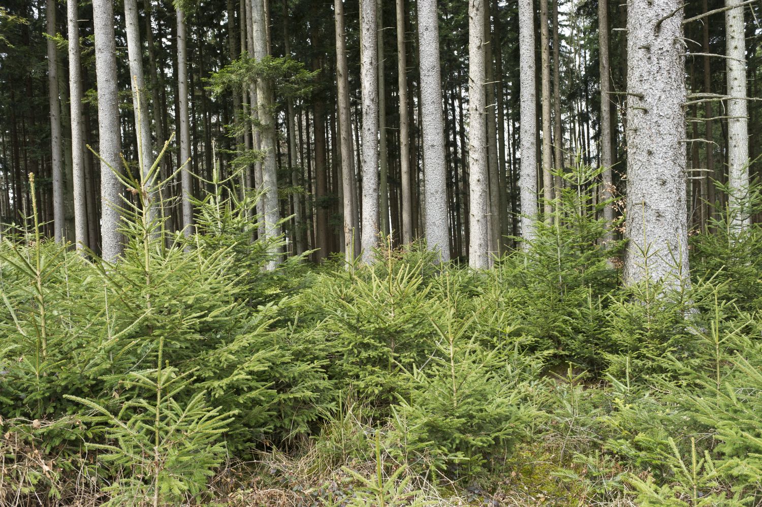 Jährlich wachsen in Österreich knapp 30 Millionen Kubikmeter Holz nach. Das entspricht circa einem Kubikmeter Holz pro Sekunde.