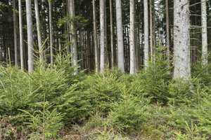Tanne Naturverjuengung 1 ID53946
