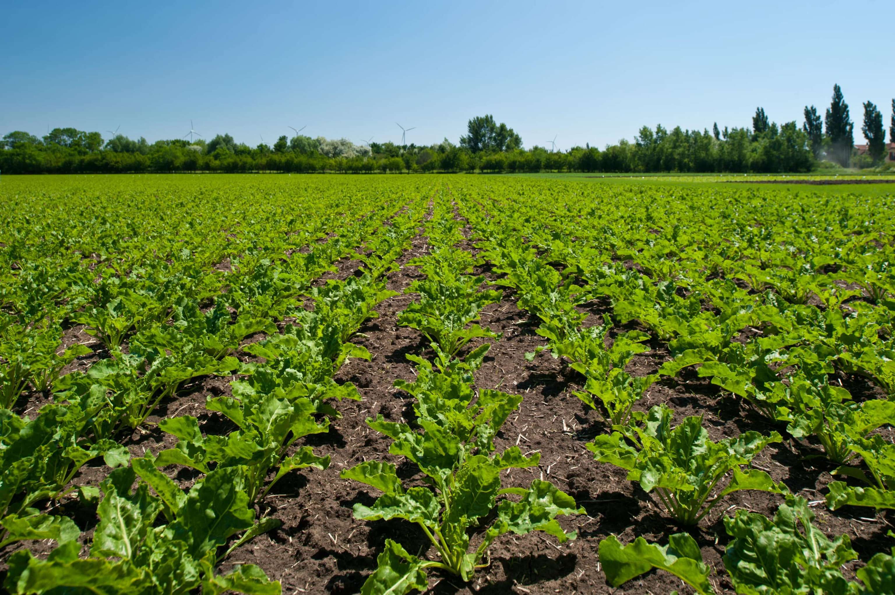 ALS-resistentes Unkraut bekämpfen