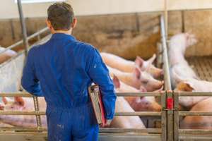 Mastschweinestall