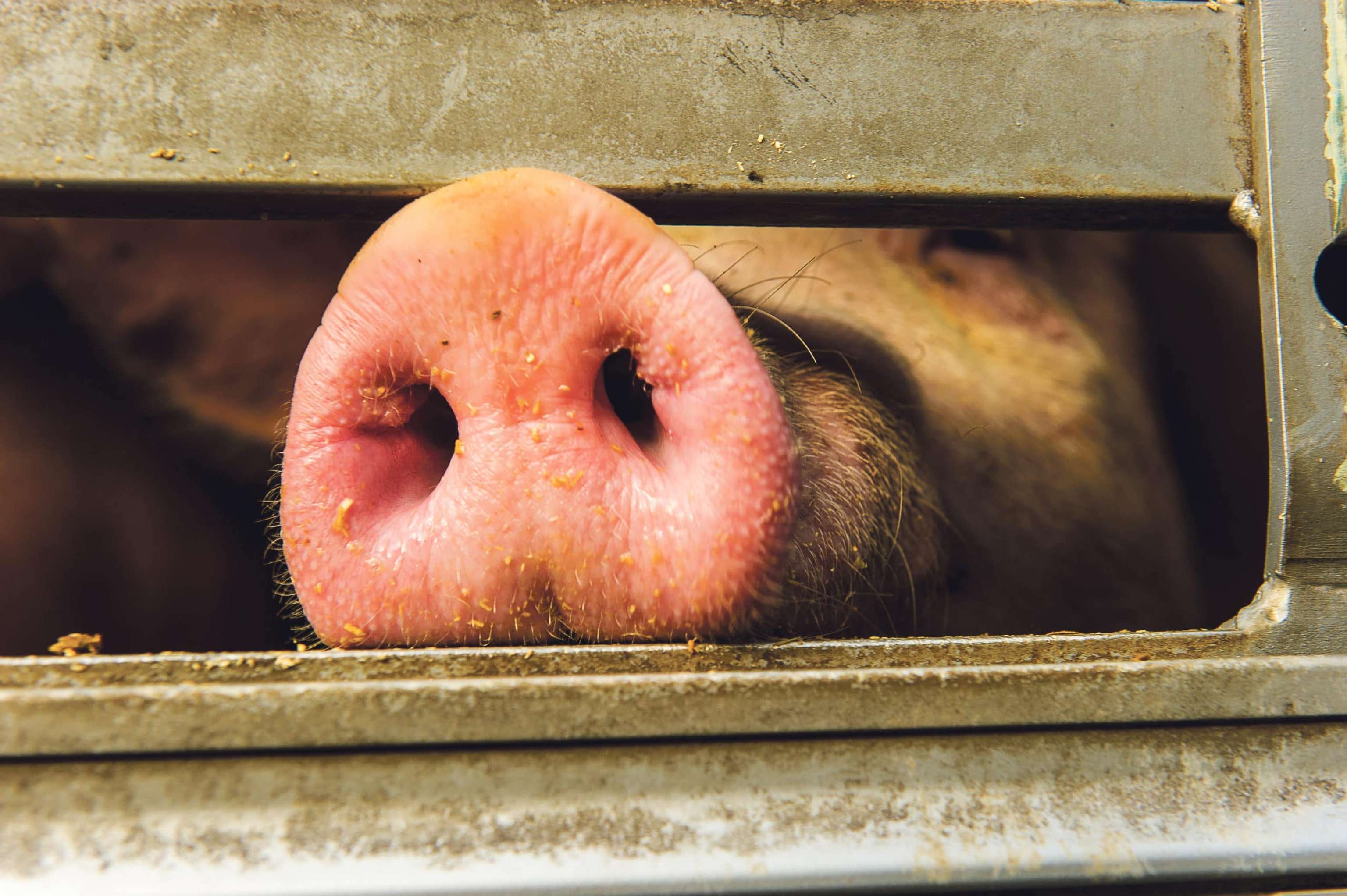 Verlustersatz II für Schweinehalter, aber auch Legehennenhalter bekommen Teil des Verlustes abgegolten.