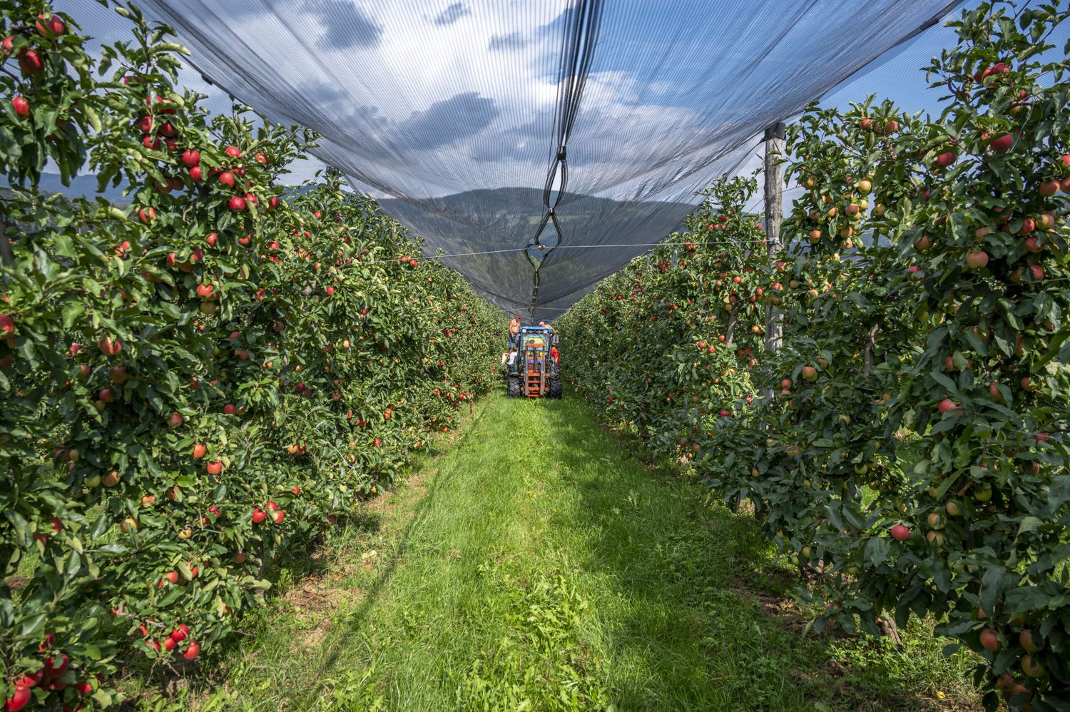 In Oberösterreich werden auf knapp 350 Hektar Tafeläpfel geerntet. Die Erträge waren heuer leicht unterdurchschnittlich, die Qualitäten sind aber sehr gut.