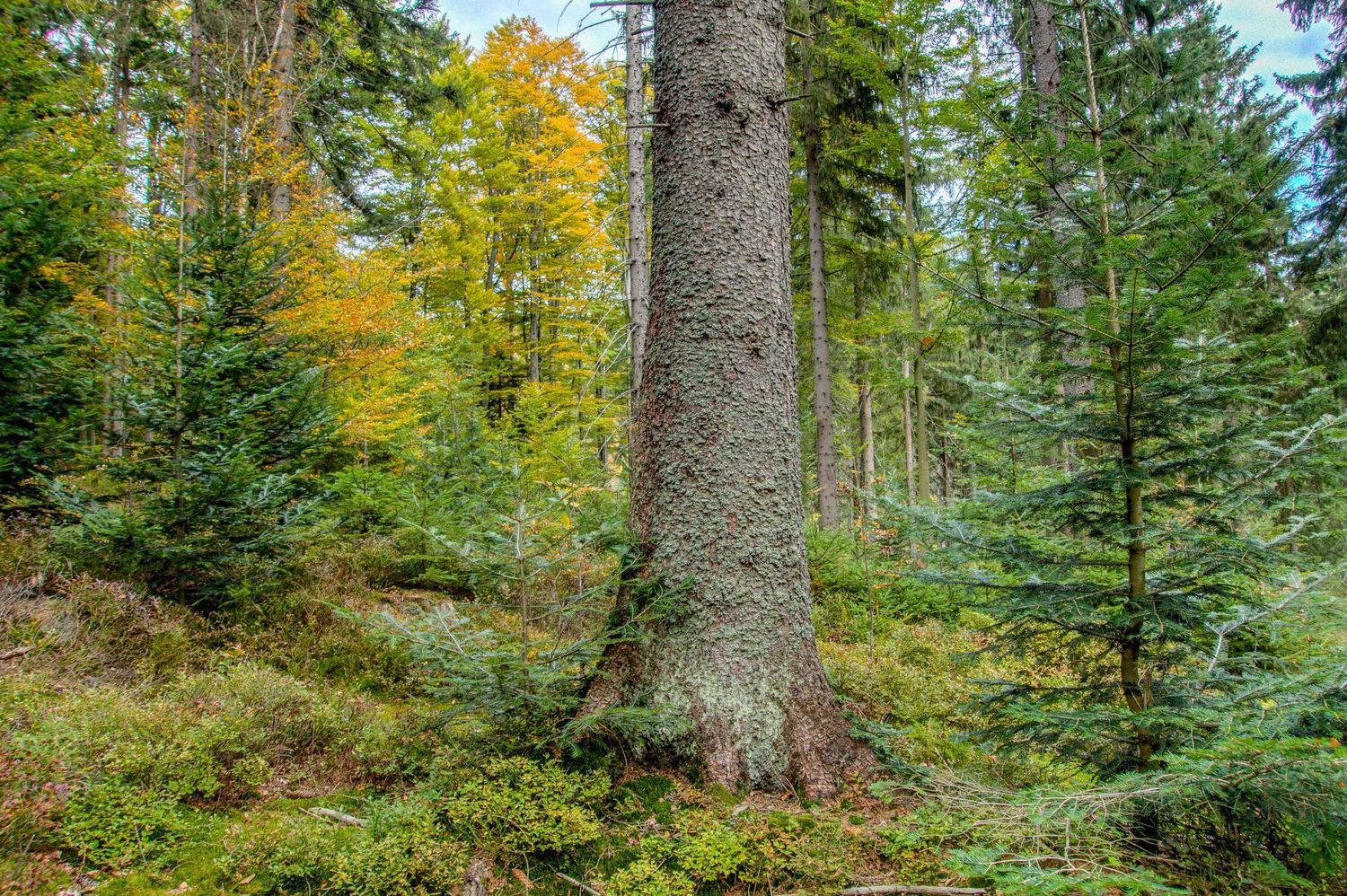 FiTaBuMischwald 09 ID76312