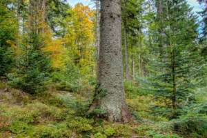FiTaBuMischwald 09 ID76312