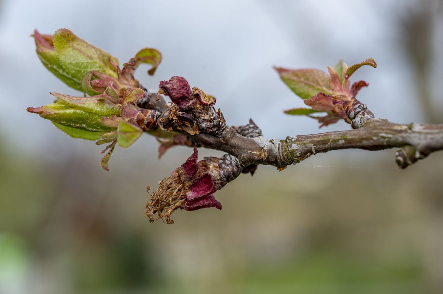 Abgefrostete Marillenblüte