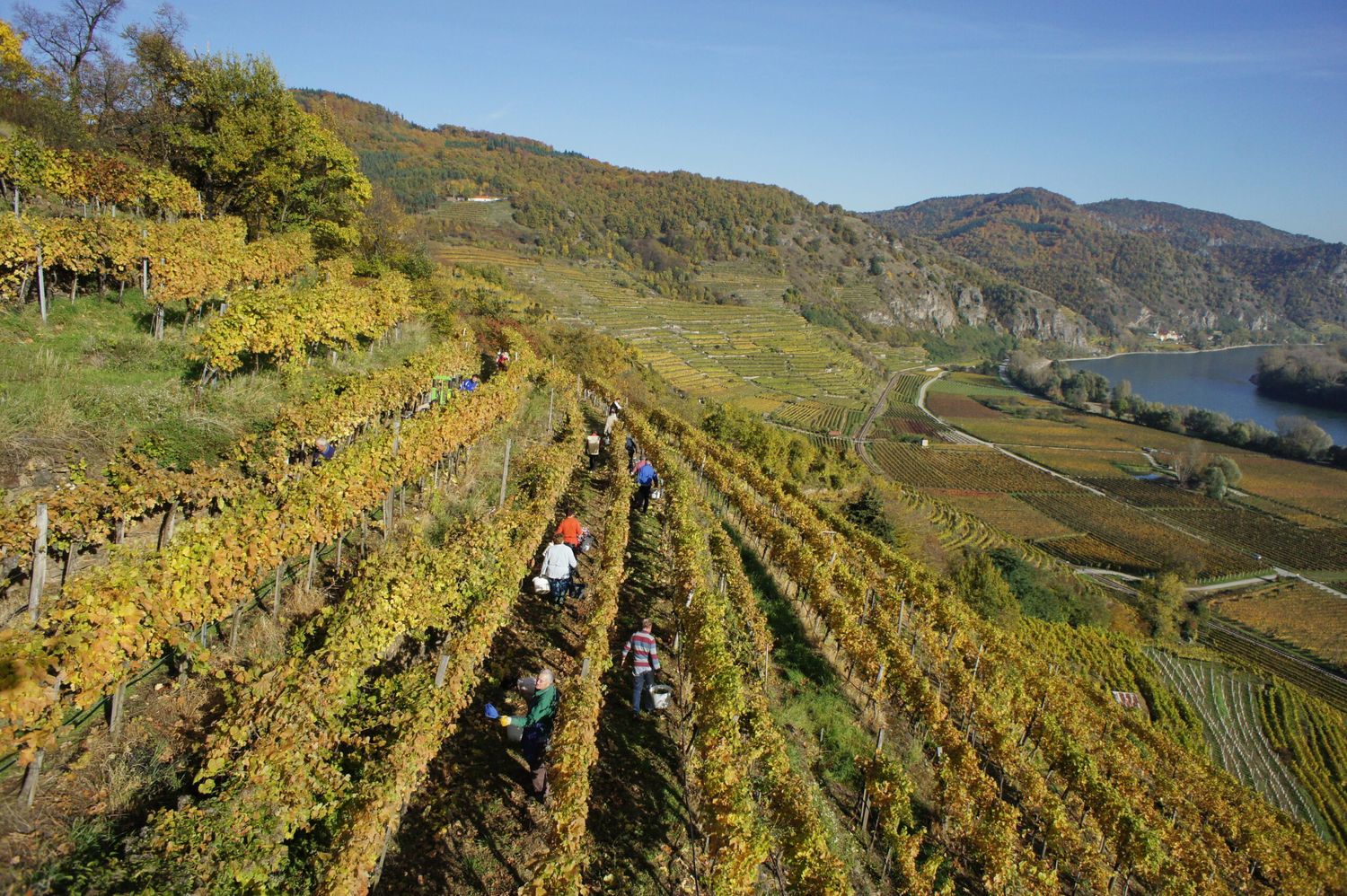 Weinlese