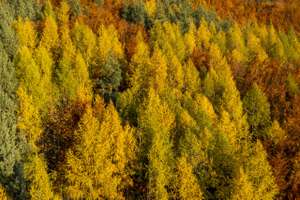Mischwaelder Im Oktober 6 ID96409
