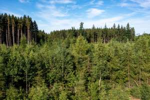 Mischwald Aufforstung ID96139