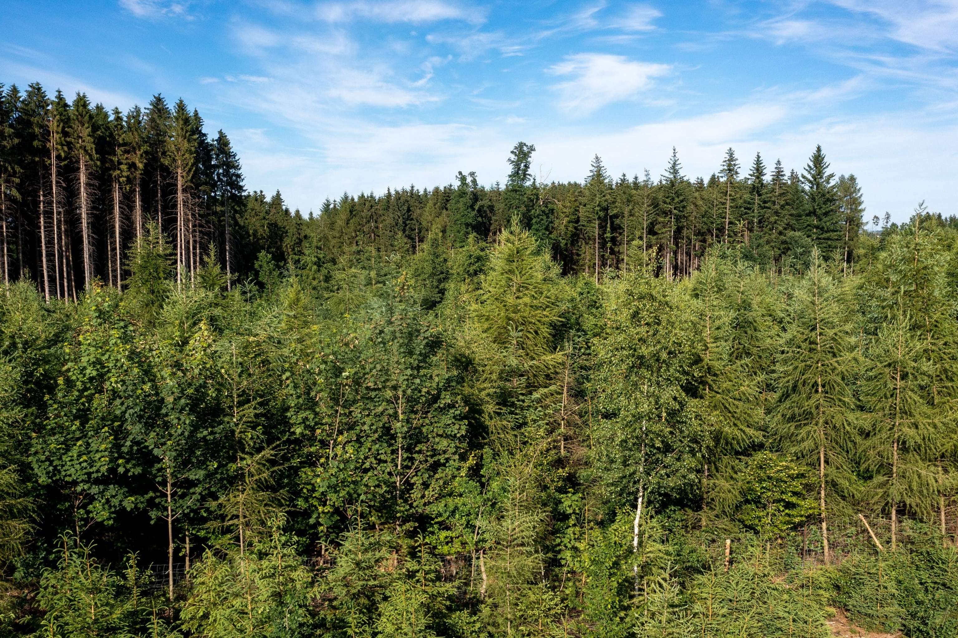 Mischwald Aufforstung ID96139