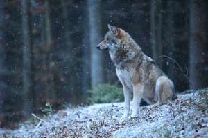 Vertreter der LK Kärnten fordern von Brüssel wolfsfreie Zonen.