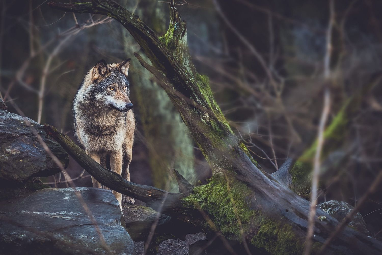 Grey Wolf