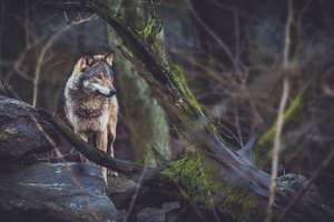 Grey Wolf